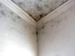 Best Asbestos and Lead Testing During Mold Inspection  in Glouster, OH